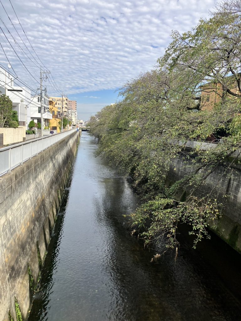 画像：練馬区桜台の川にて